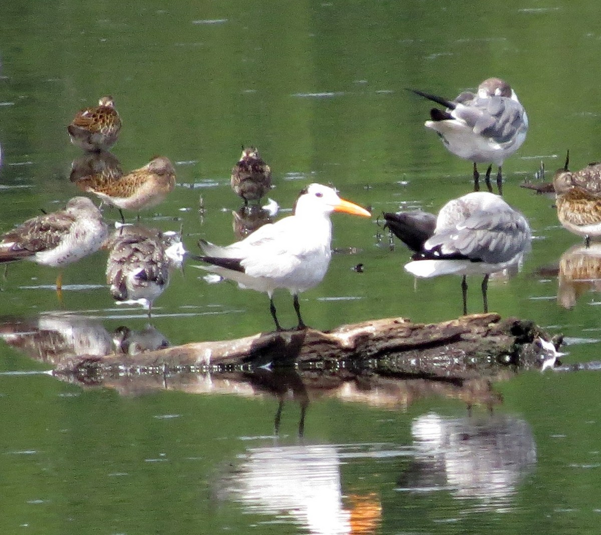 Royal Tern - ML32856081