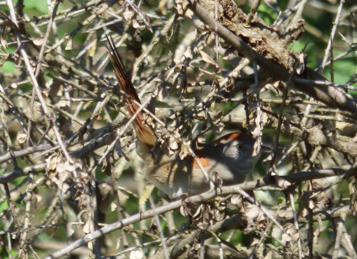 Sooty-fronted Spinetail - ML328562271