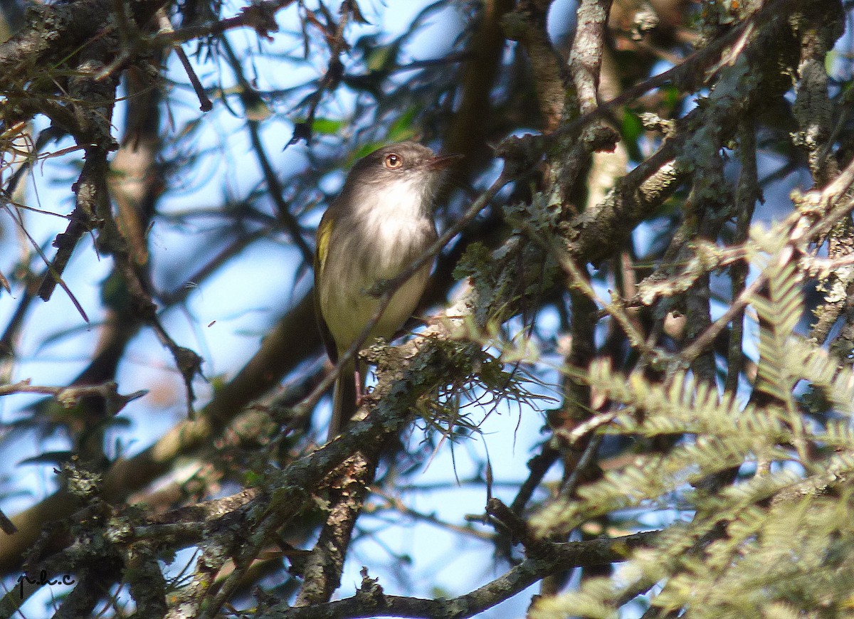 Pearly-vented Tody-Tyrant - ML328562701