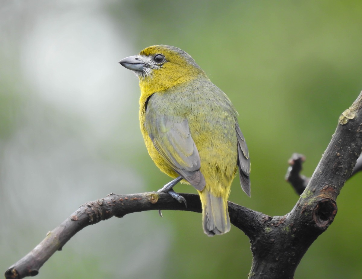 Golden-bellied Euphonia - ML328563011