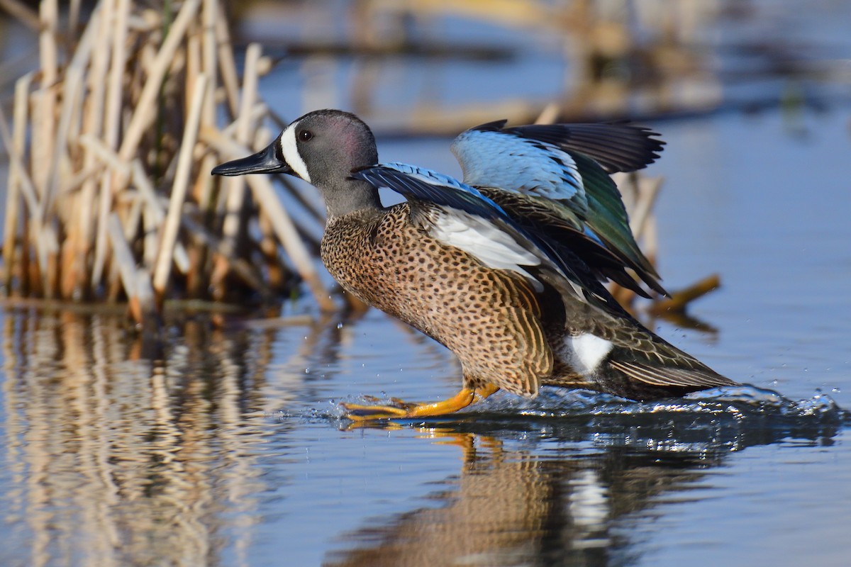 Blue-winged Teal - ML328563911
