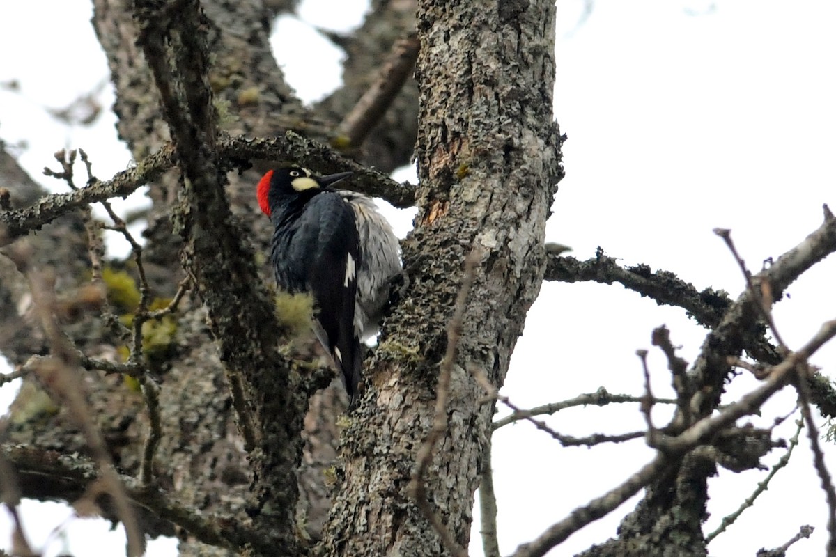 Acorn Woodpecker - ML32856821