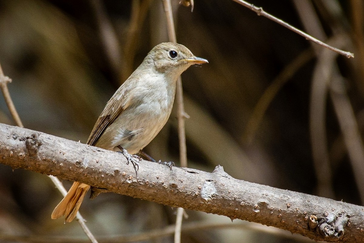 Rusty-tailed Flycatcher - ML328568541