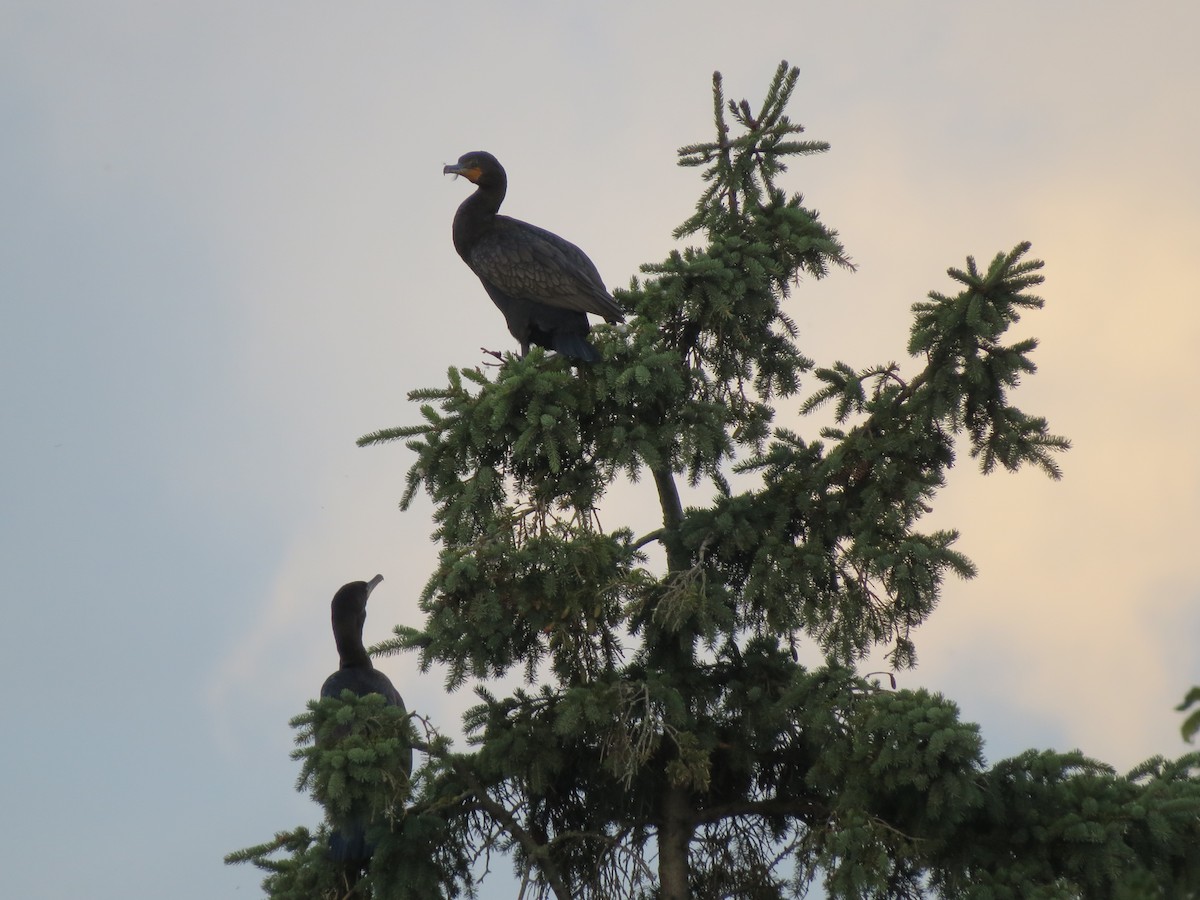 Double-crested Cormorant - b haley