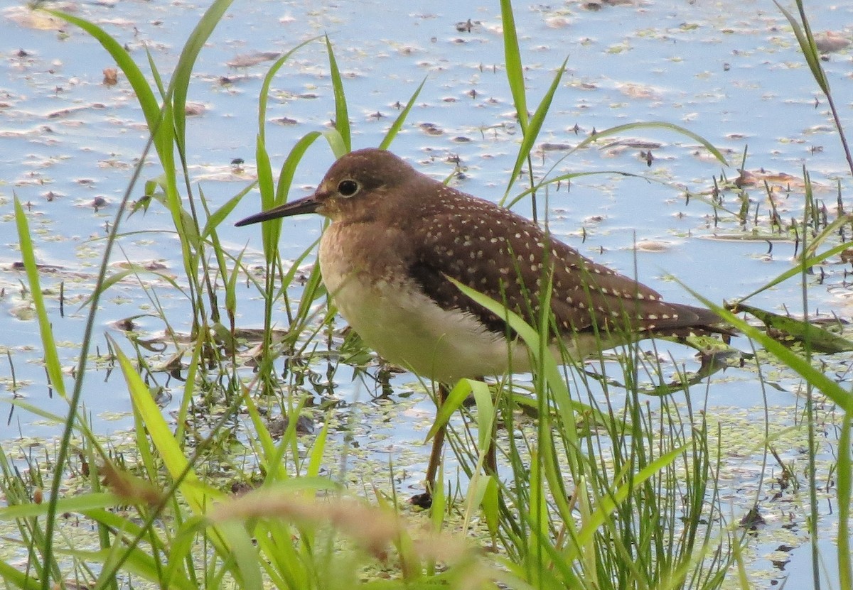 Solitary Sandpiper - ML32856921