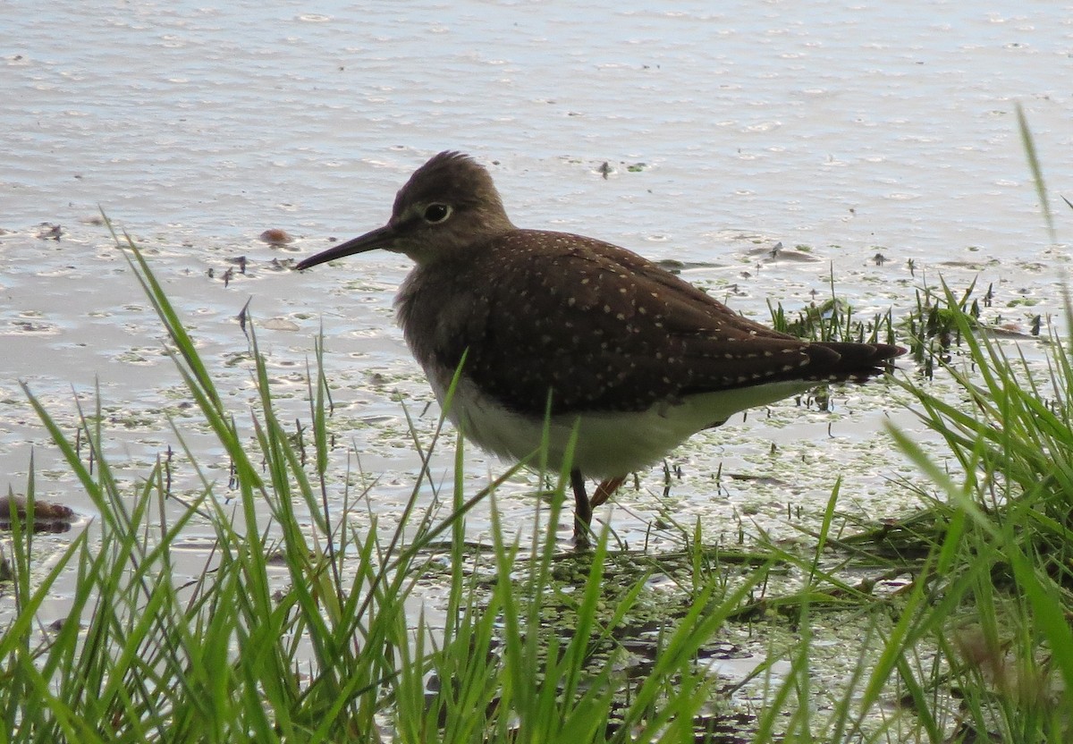 Solitary Sandpiper - ML32856941