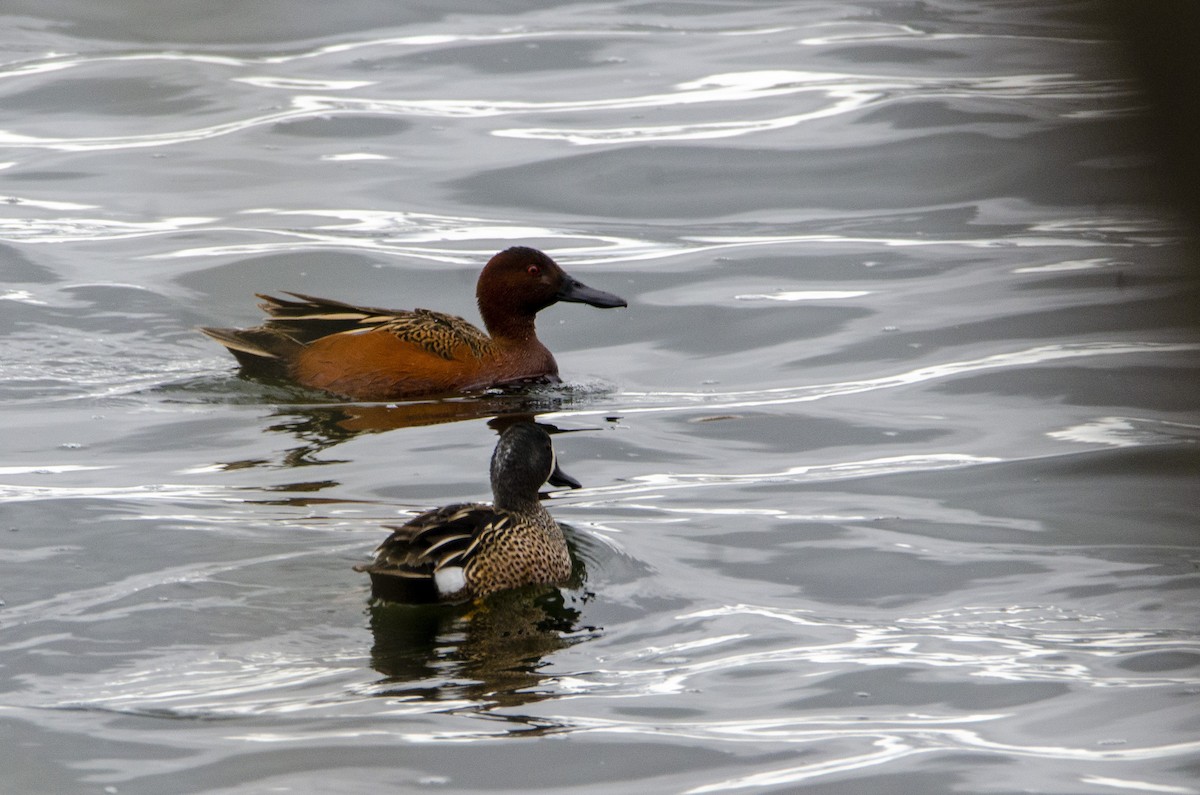 Cinnamon Teal - ML328569551