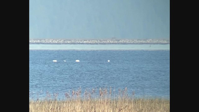 American White Pelican - ML328570931