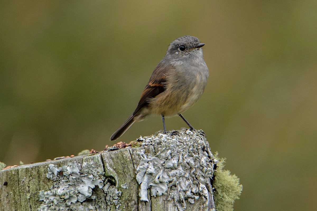 Patagonian Tyrant - ML328574041