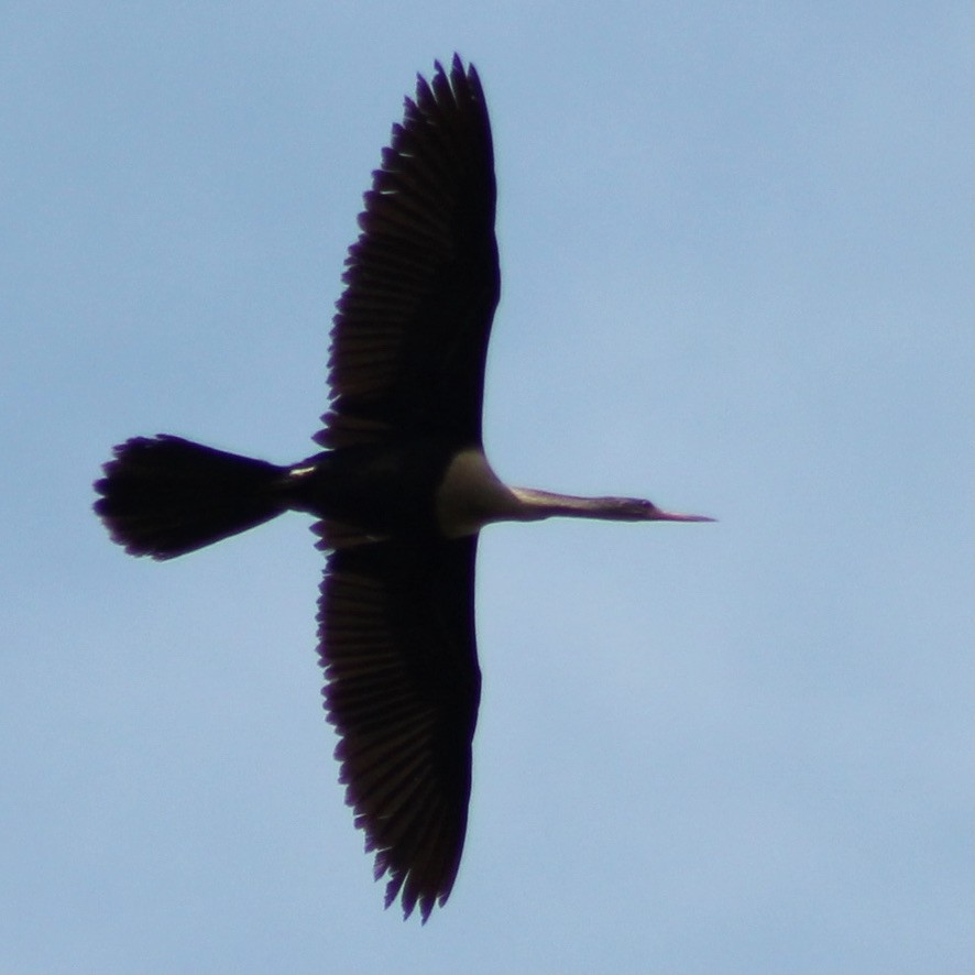 Anhinga - ML328574331