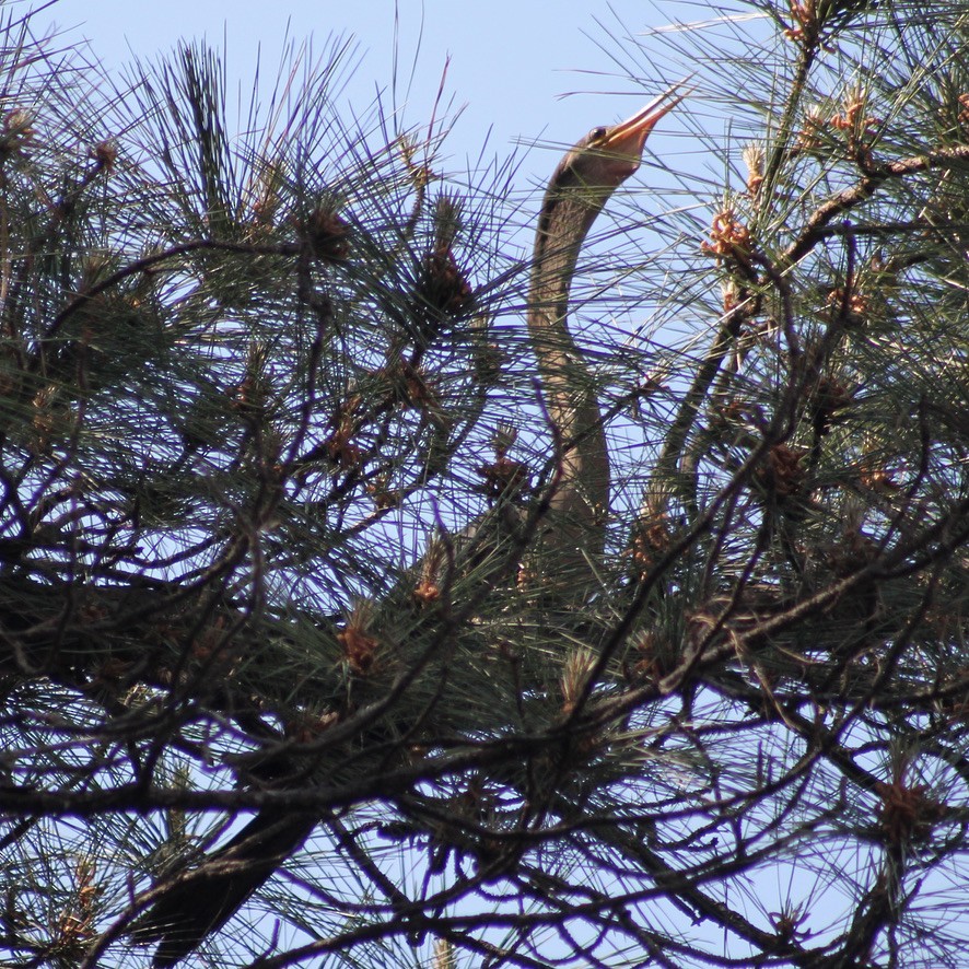 Anhinga - ML328574351