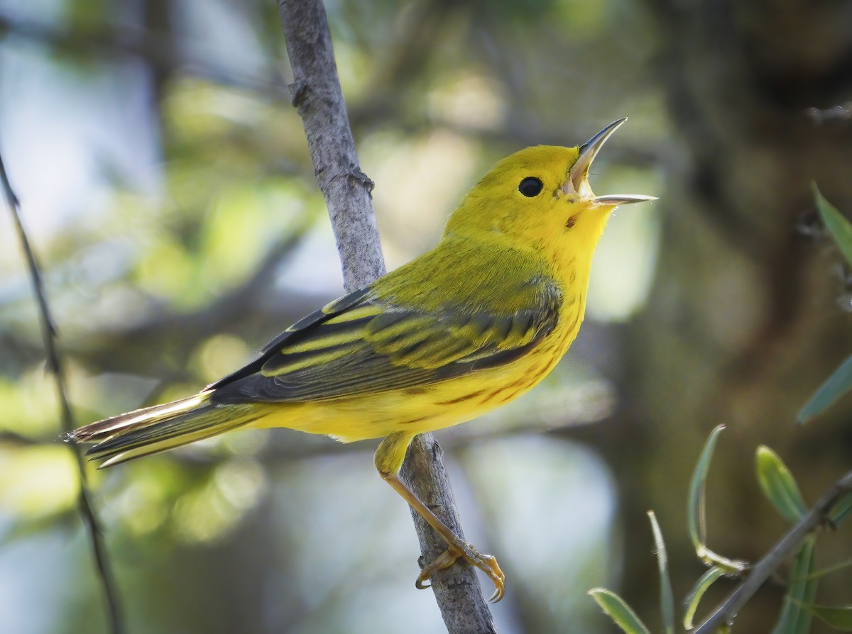 Yellow Warbler - Anonymous