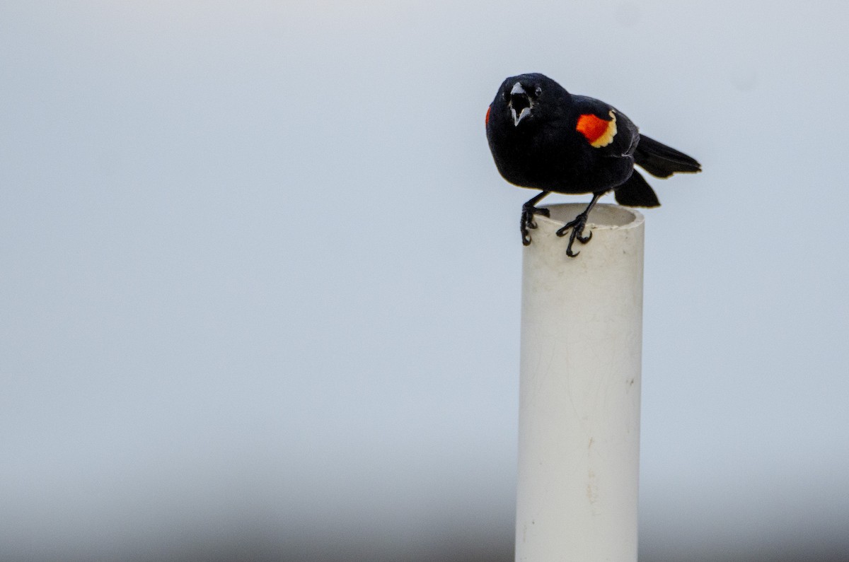 Red-winged Blackbird - ML328575871