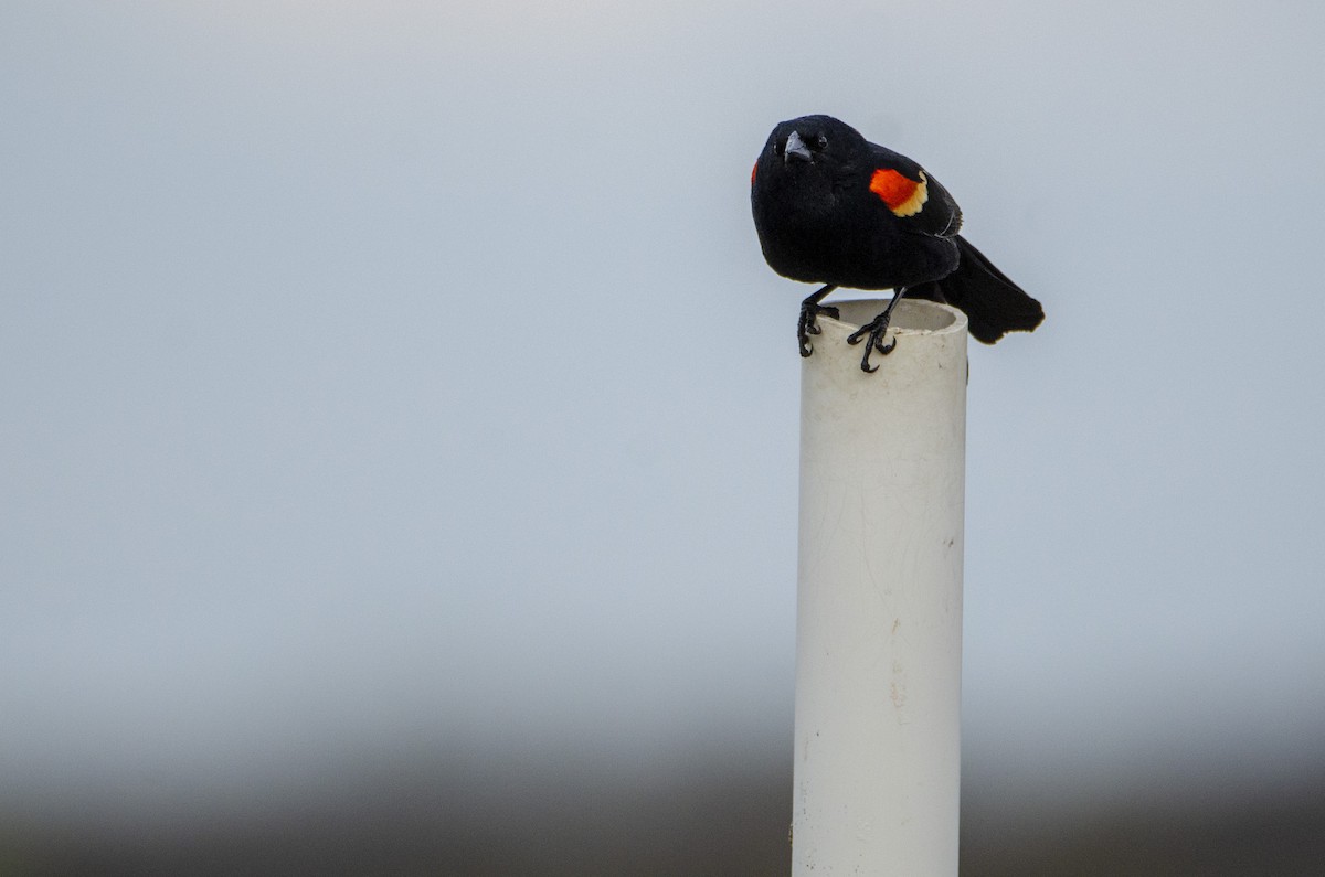 Red-winged Blackbird - ML328575881