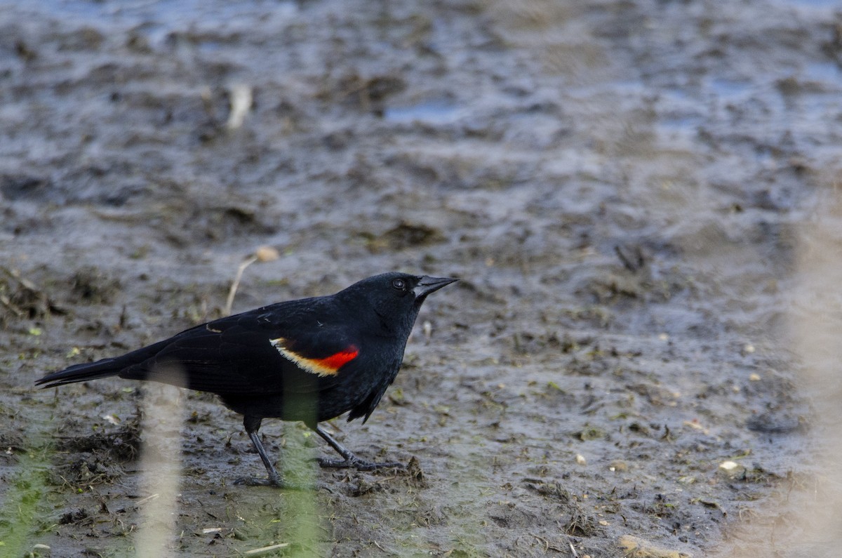 Red-winged Blackbird - ML328575891