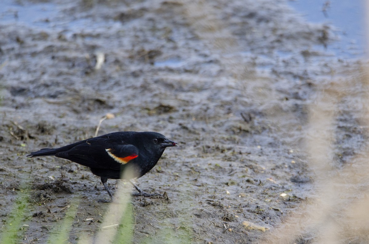 Red-winged Blackbird - ML328576051
