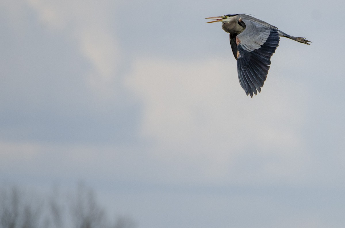 Great Blue Heron - ML328576111