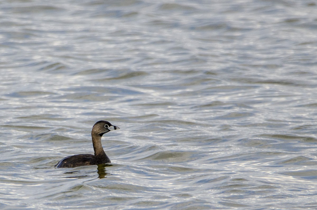 Pied-billed Grebe - ML328576201