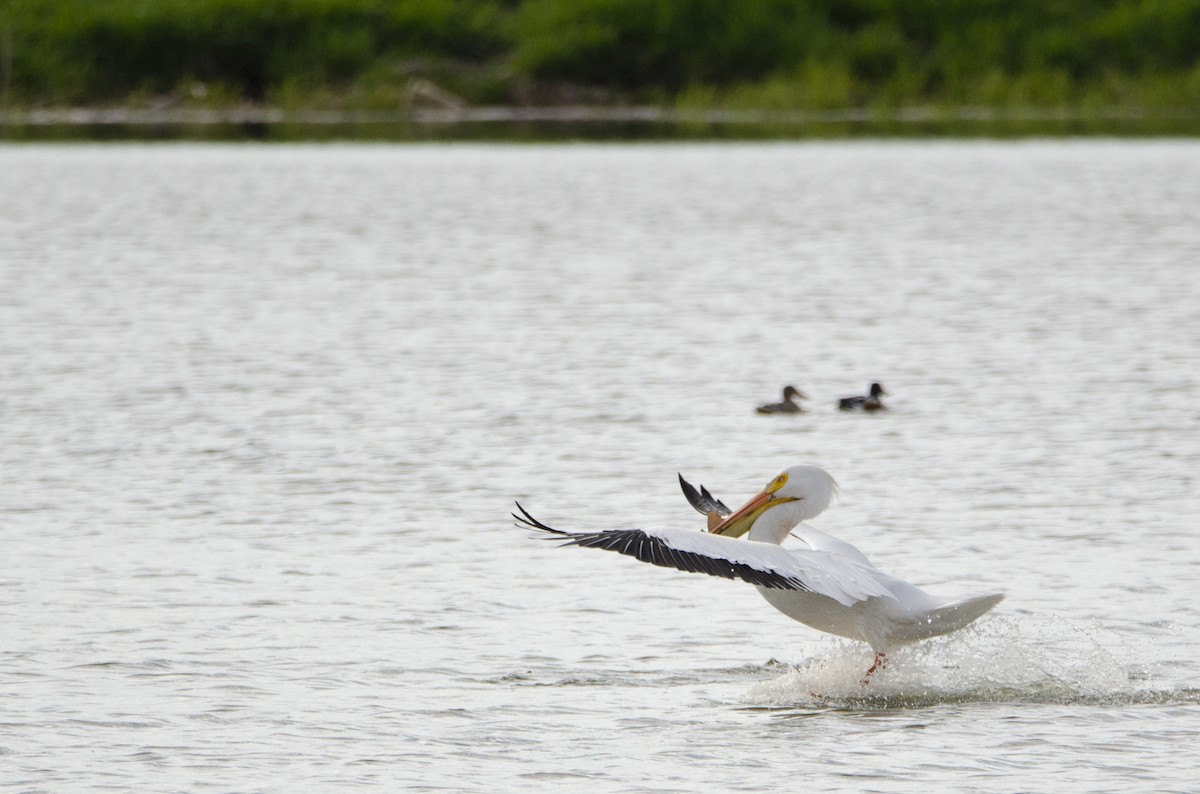 American White Pelican - ML328576491