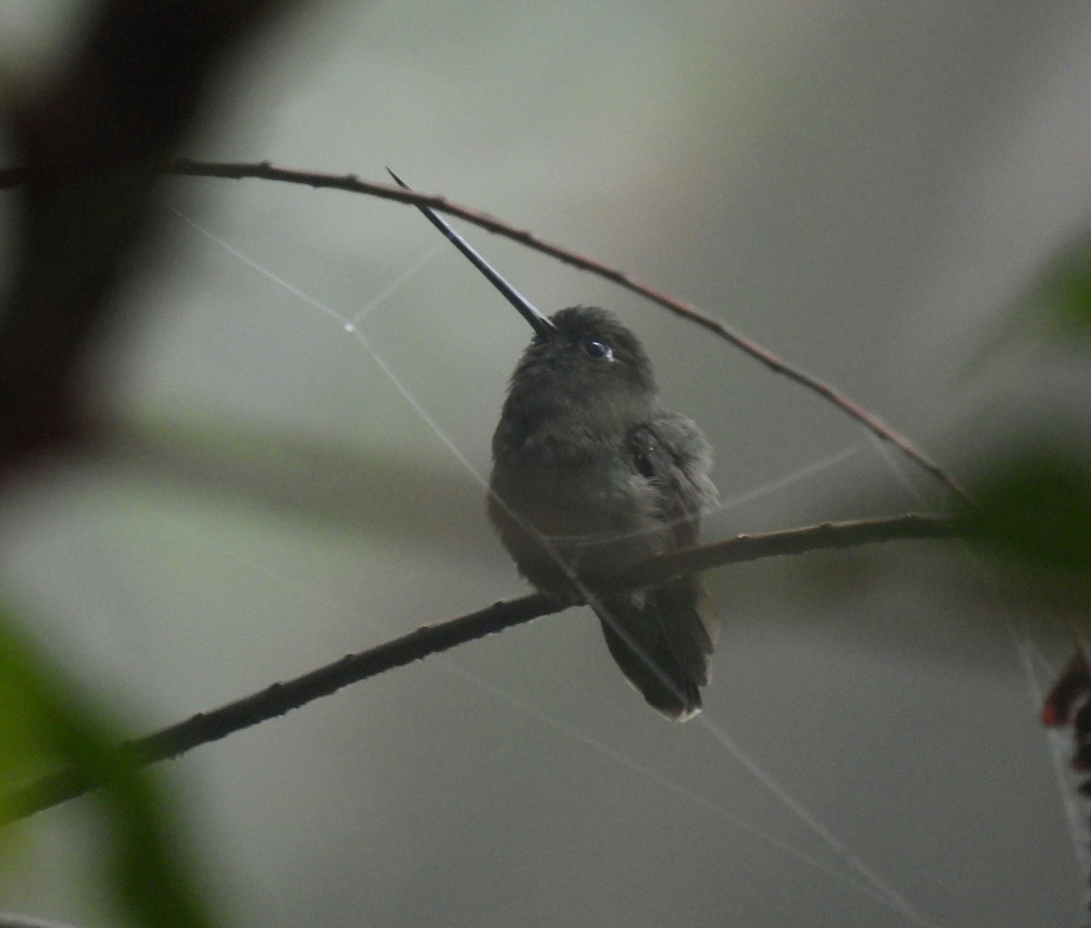 Green-fronted Lancebill - ML328577191