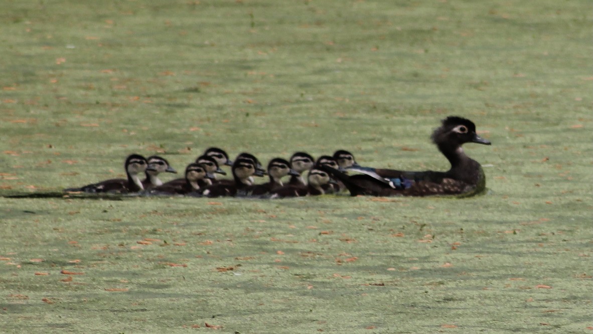 Wood Duck - Kevin Markham