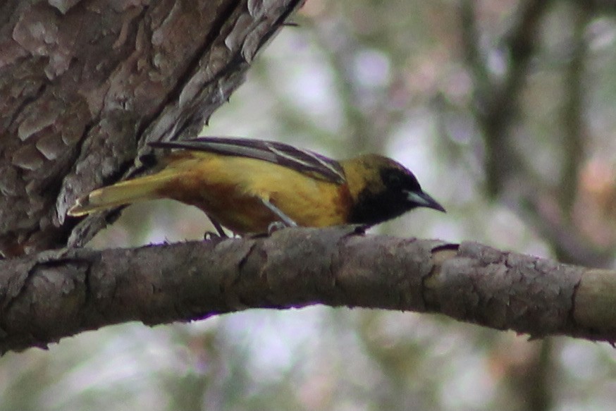 Orchard Oriole - ML328577491
