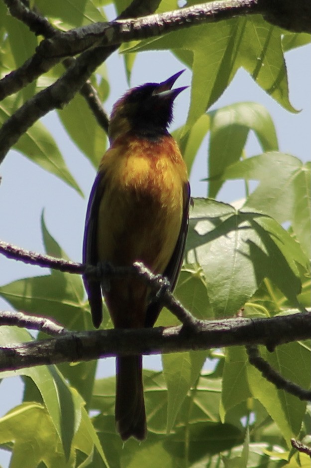 Orchard Oriole - ML328577511