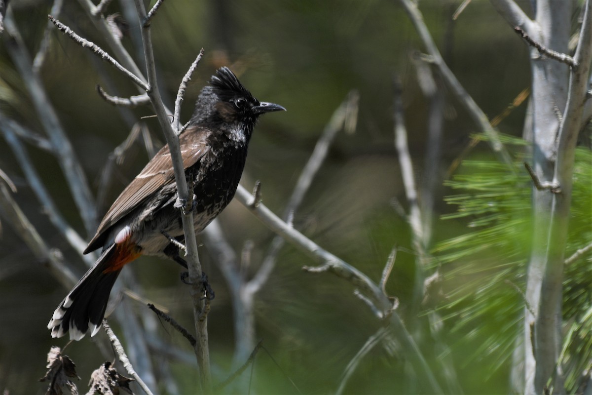 Red-vented Bulbul - ML328577771