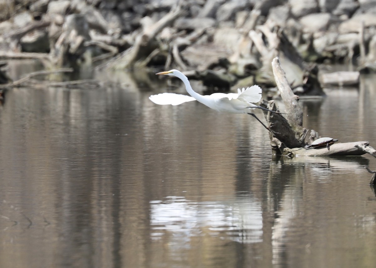 Great Egret - Gringo Starr