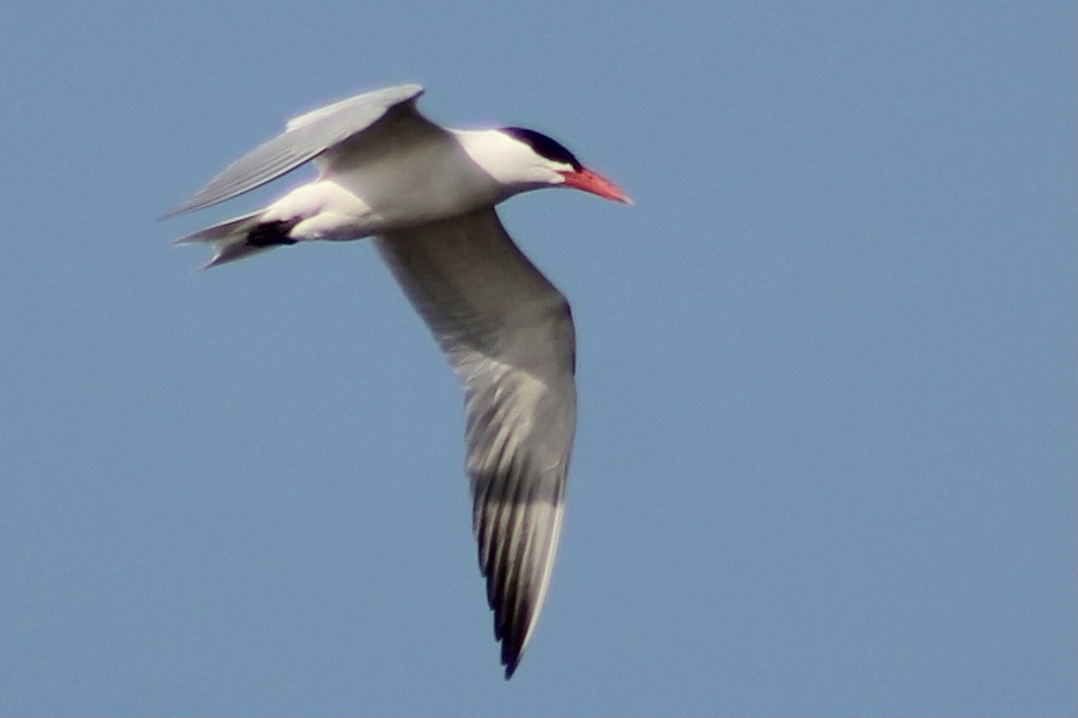 Caspian Tern - ML328578701