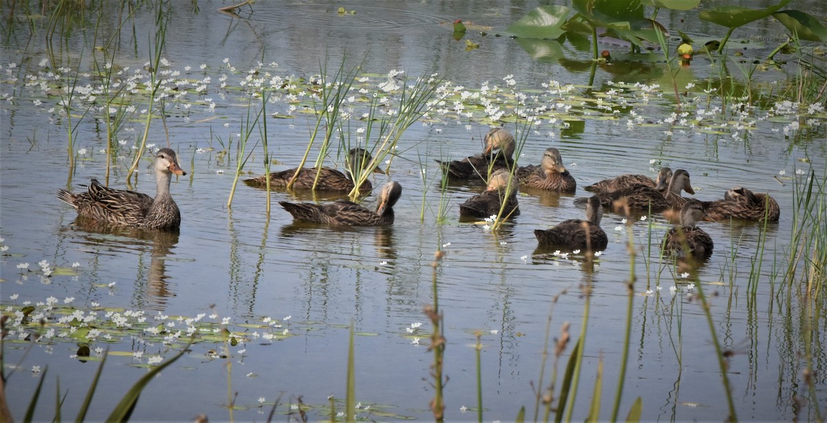 Mottled Duck - ML328580101