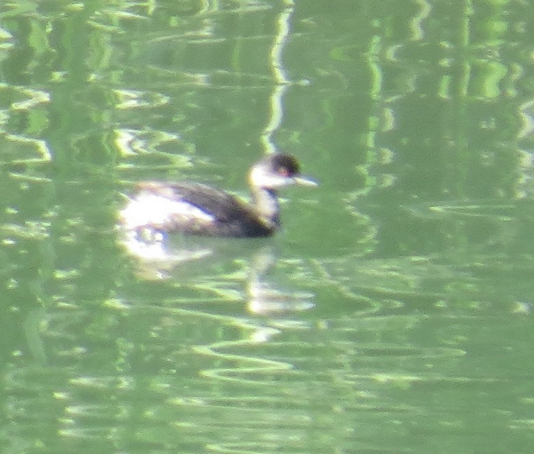 טבלן בינוני - ML32858021