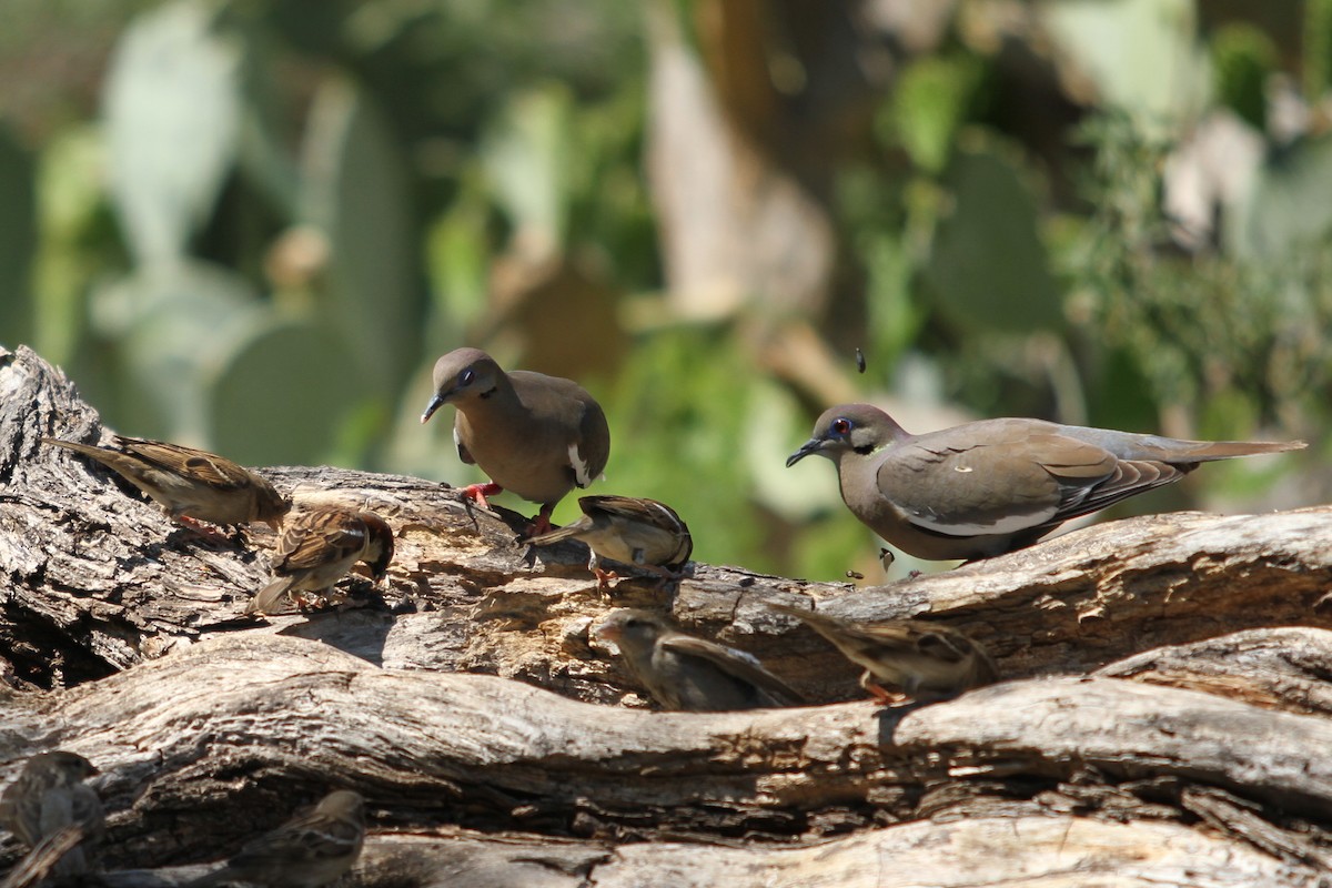 White-winged Dove - Charles Vickers