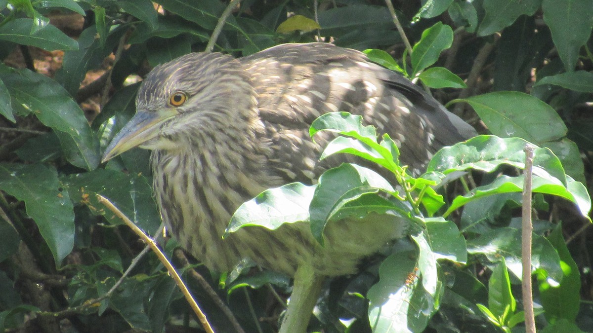 Striated Heron - Claudia Porto