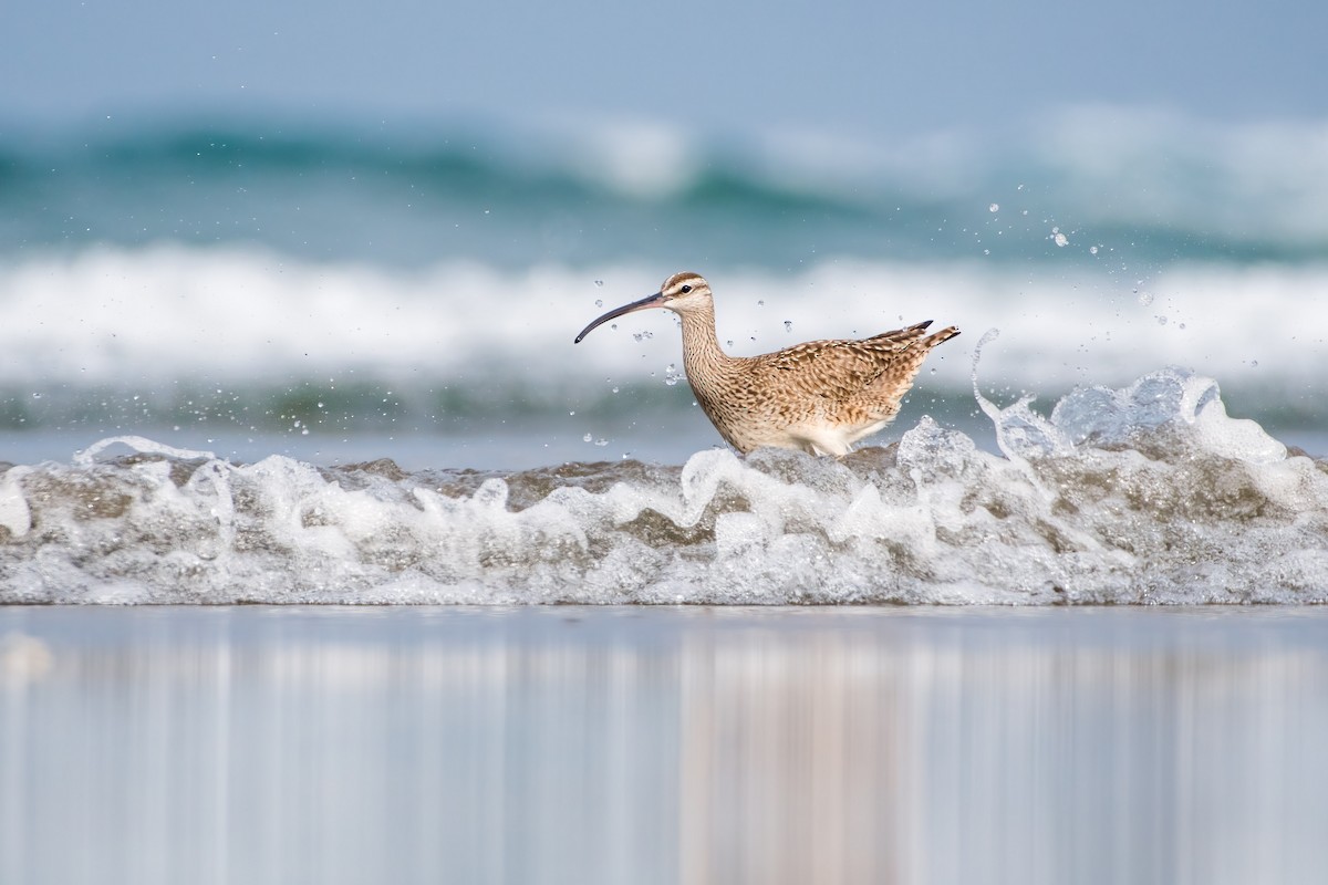 Hudsonian Whimbrel - Angela Calabrese
