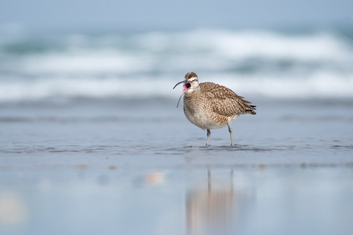 Regenbrachvogel - ML328582211