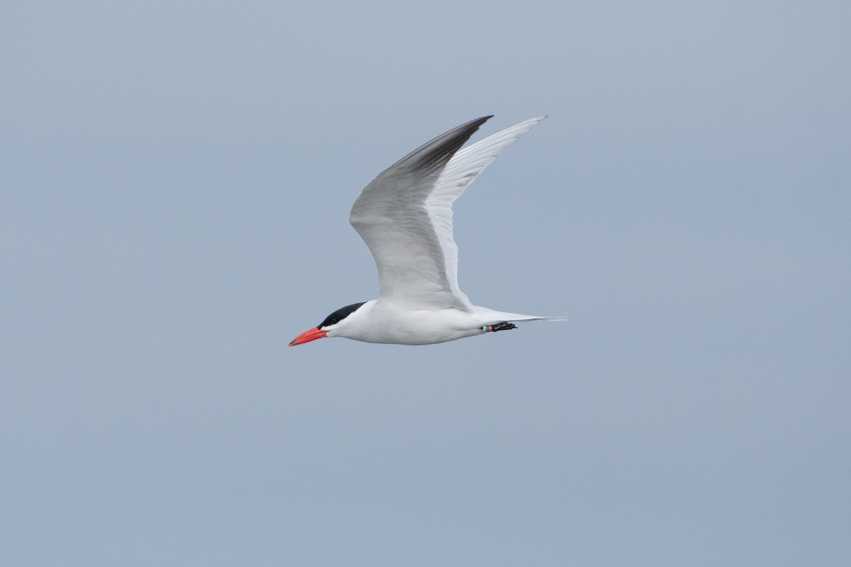 Caspian Tern - ML328582641