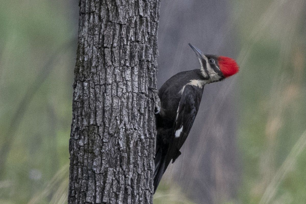 Pileated Woodpecker - ML328584431