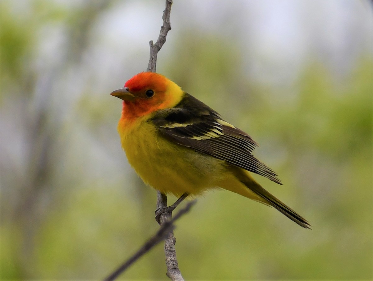 Western Tanager - ML328584581