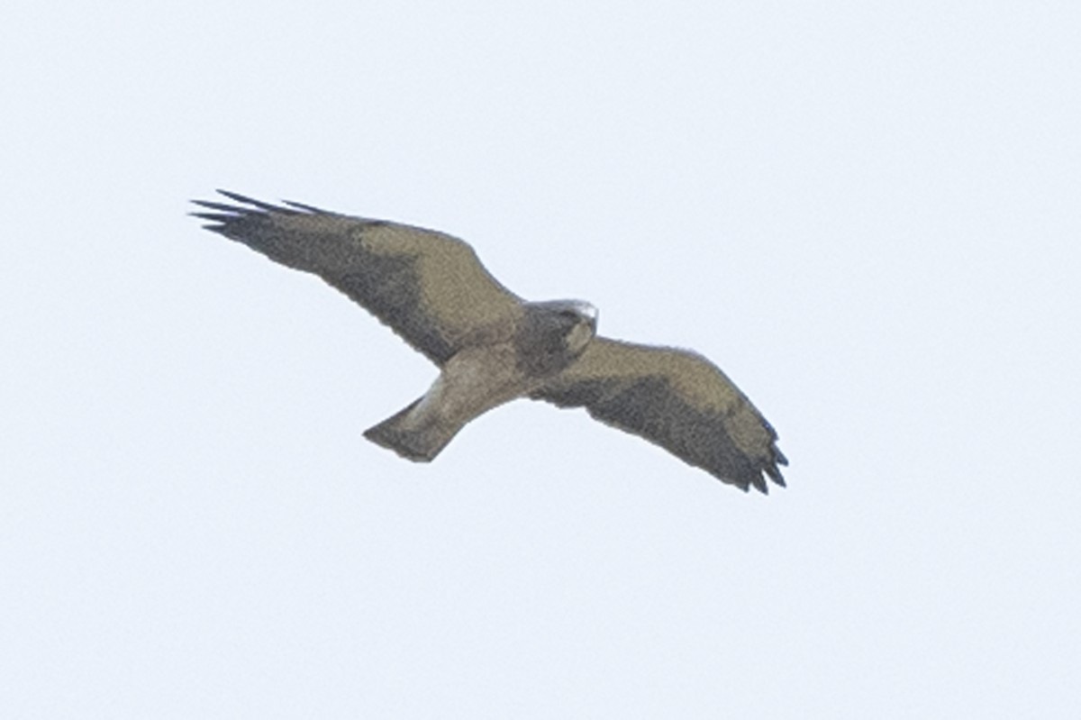 Swainson's Hawk - ML328584781