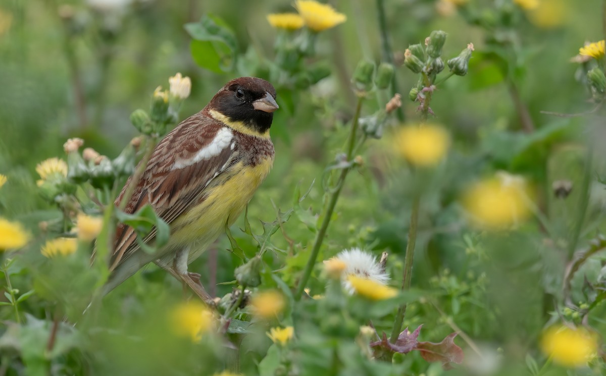 Yellow-breasted Bunting - ML328587161