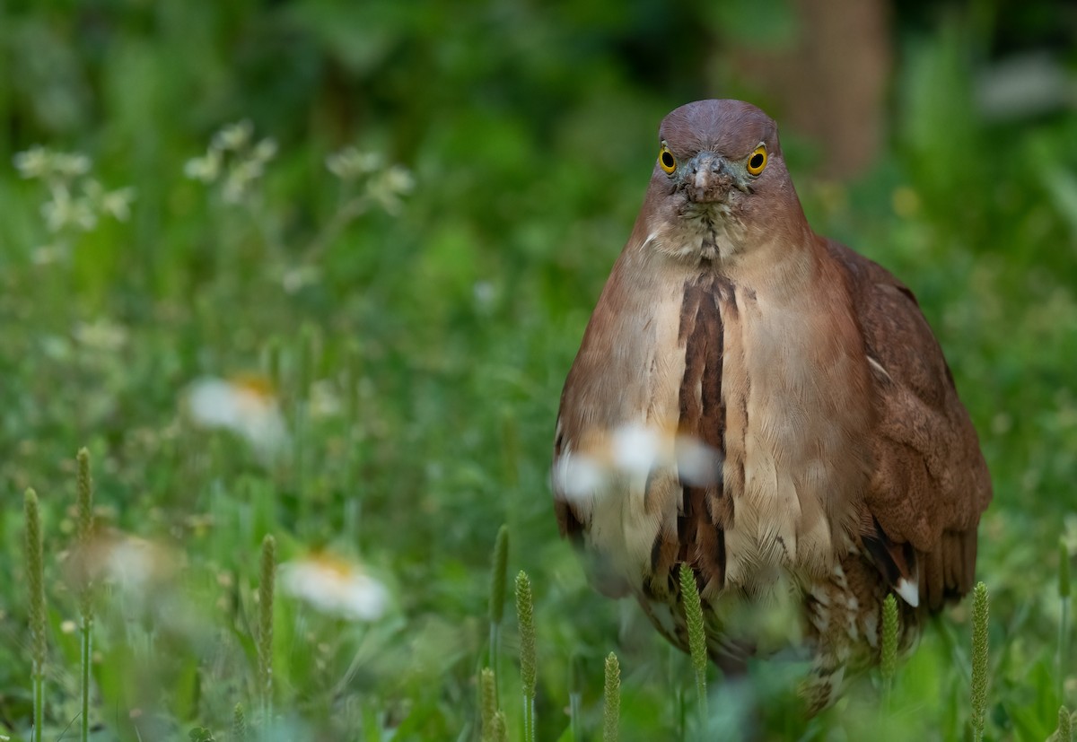 Japanese Night Heron - Rui-Yang Ho