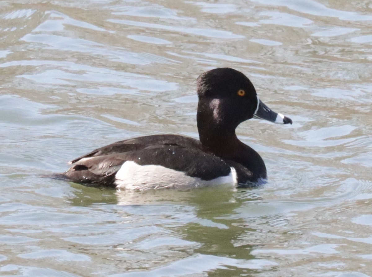 Ring-necked Duck - ML328589231