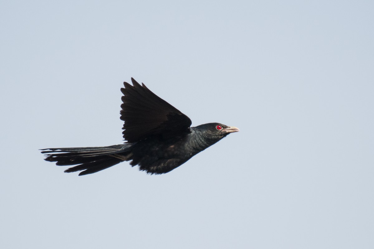 Asian Koel - Ian Hearn