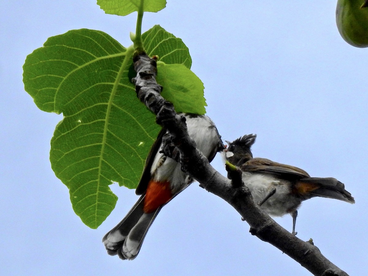 Red-whiskered Bulbul - ML328589871