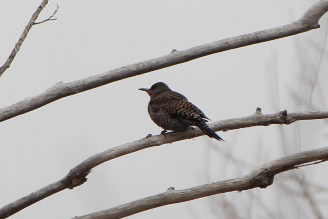 Northern Flicker - ML328592211