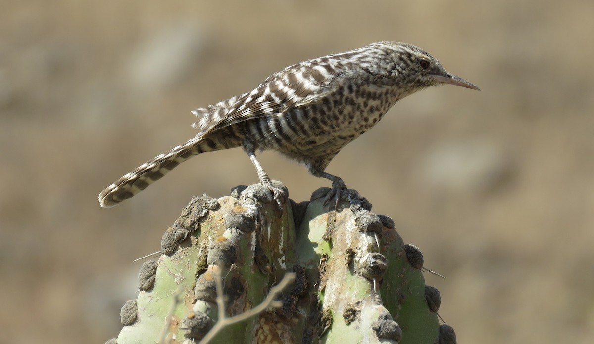 Fasciated Wren - Fernando Angulo - CORBIDI