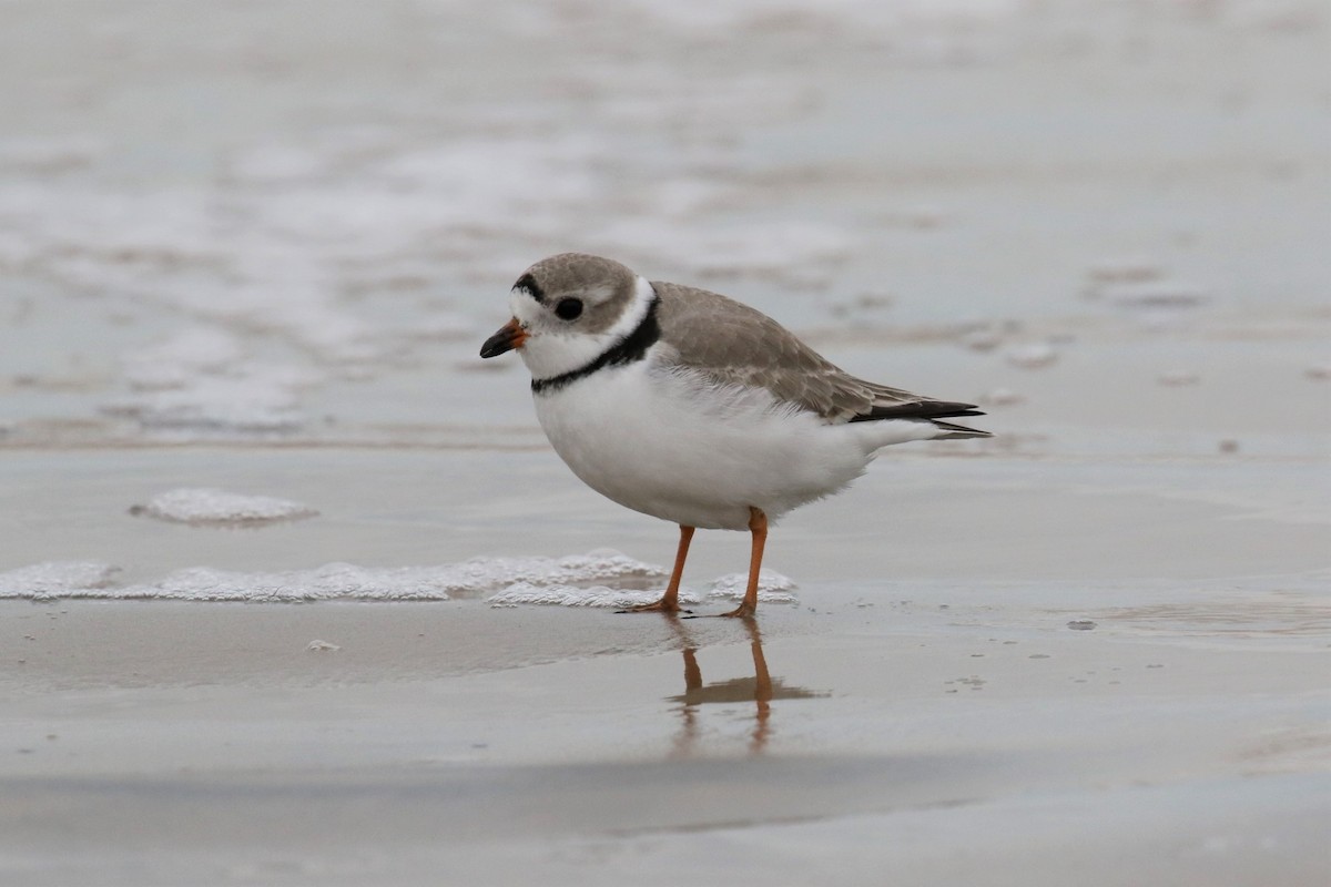 Piping Plover - 🦉Max Malmquist🦉