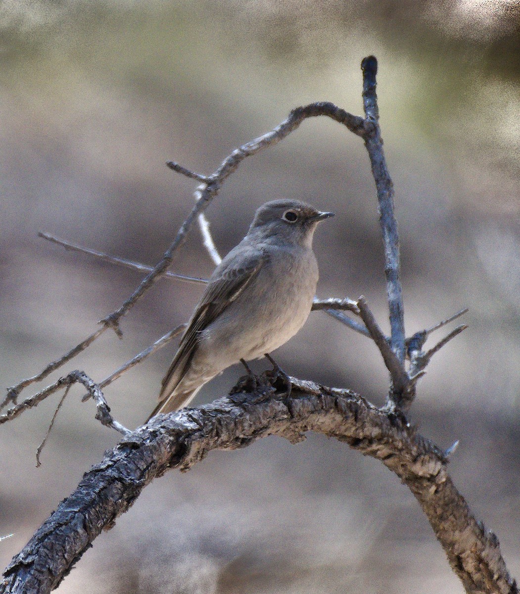 Townsend's Solitaire - ML328593921