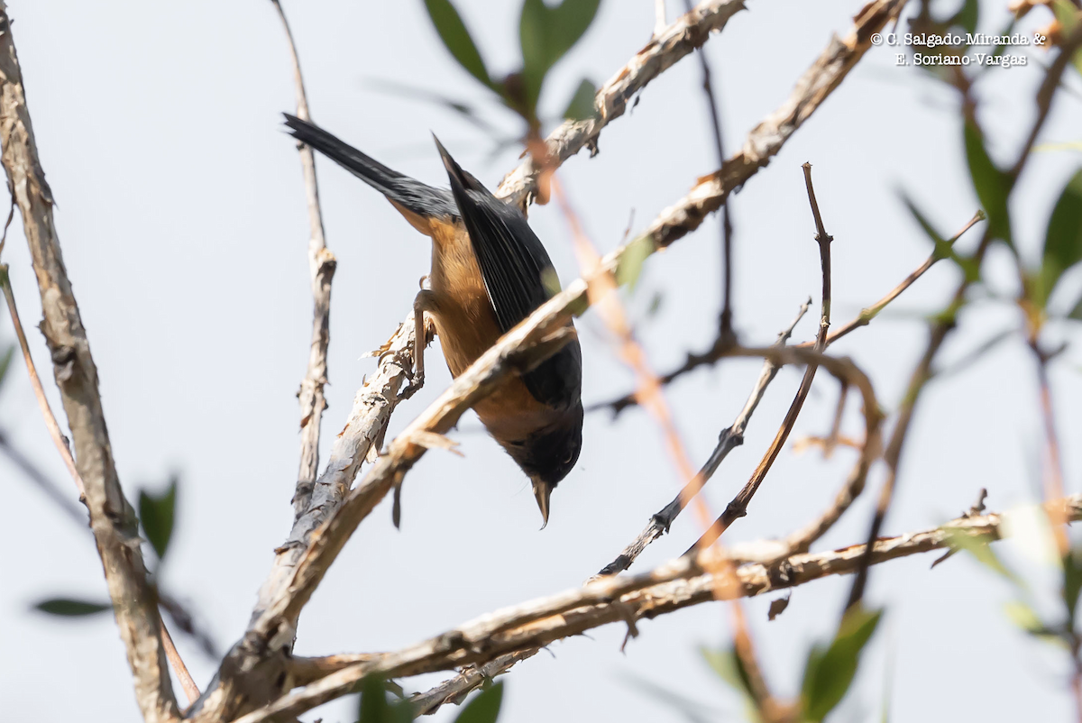 Cinnamon-bellied Flowerpiercer - ML328595541